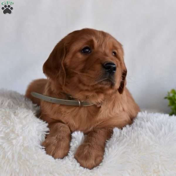 Baskin, Golden Irish Puppy