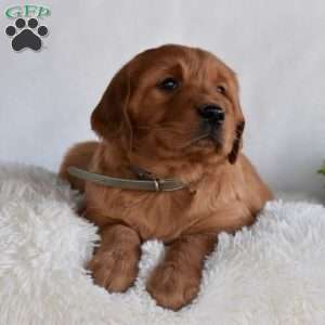 Baskin, Golden Irish Puppy