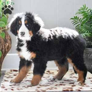 Audrey, Bernese Mountain Dog Puppy