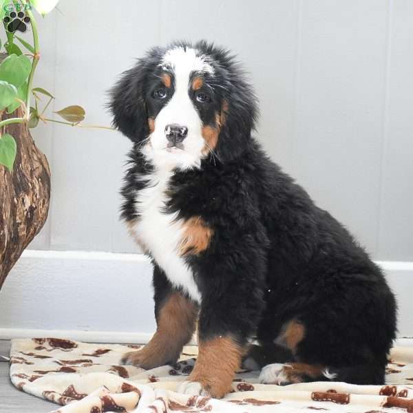 Audrey, Bernese Mountain Dog Puppy