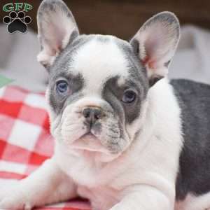 Elvis, French Bulldog Puppy