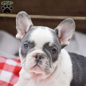 Elvis, French Bulldog Puppy