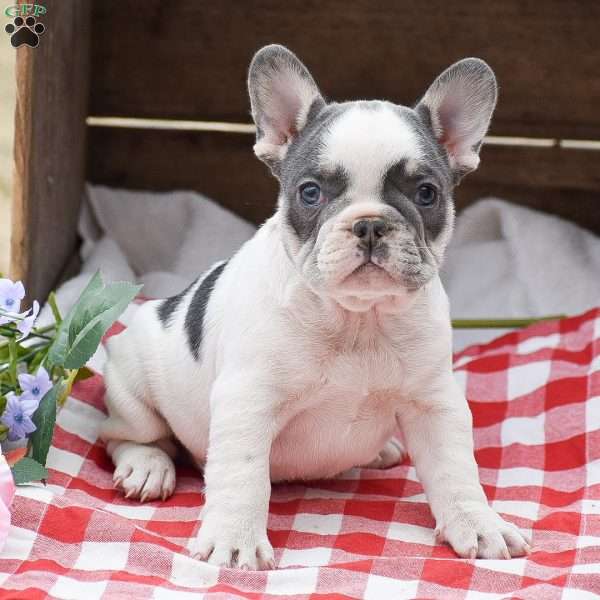 Elvis, French Bulldog Puppy