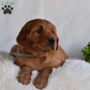 Baskin, Golden Irish Puppy