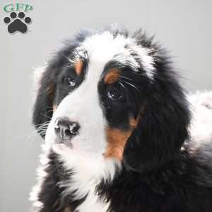 Audrey, Bernese Mountain Dog Puppy