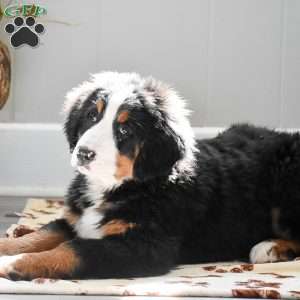 Audrey, Bernese Mountain Dog Puppy