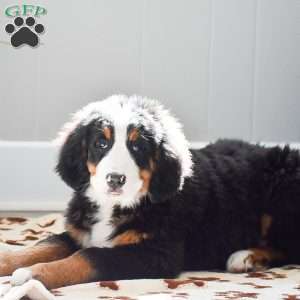 Audrey, Bernese Mountain Dog Puppy