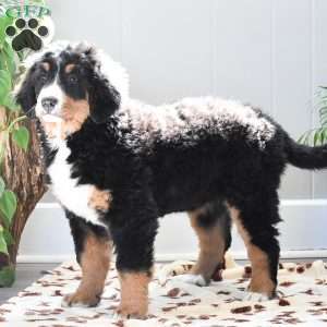 Addison, Bernese Mountain Dog Puppy