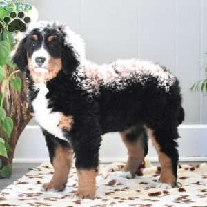 Addison, Bernese Mountain Dog Puppy