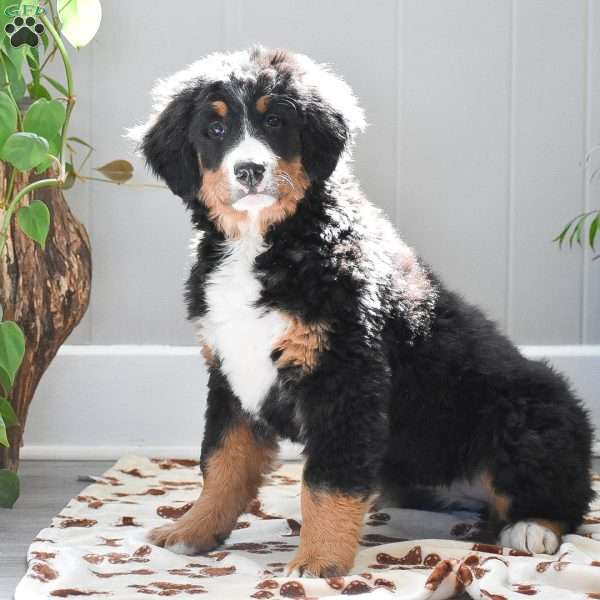 Addison, Bernese Mountain Dog Puppy