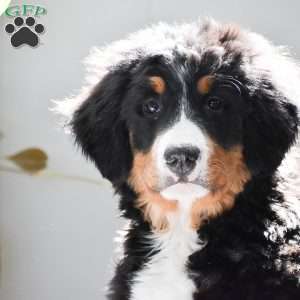 Addison, Bernese Mountain Dog Puppy