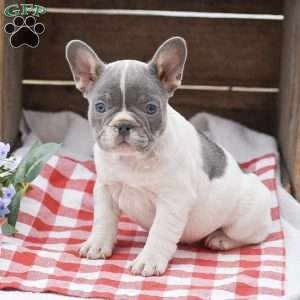 Pandora, French Bulldog Puppy