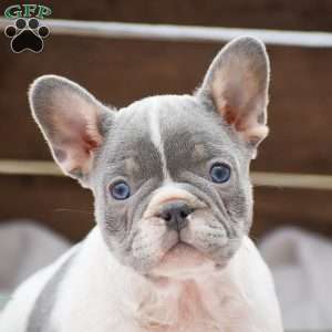 Pandora, French Bulldog Puppy