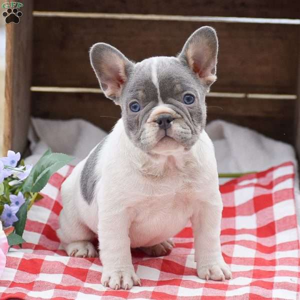 Pandora, French Bulldog Puppy