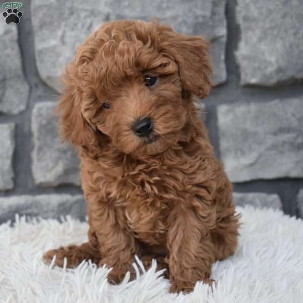 Charlie, Toy Poodle Puppy