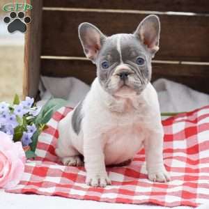 Pandora, French Bulldog Puppy