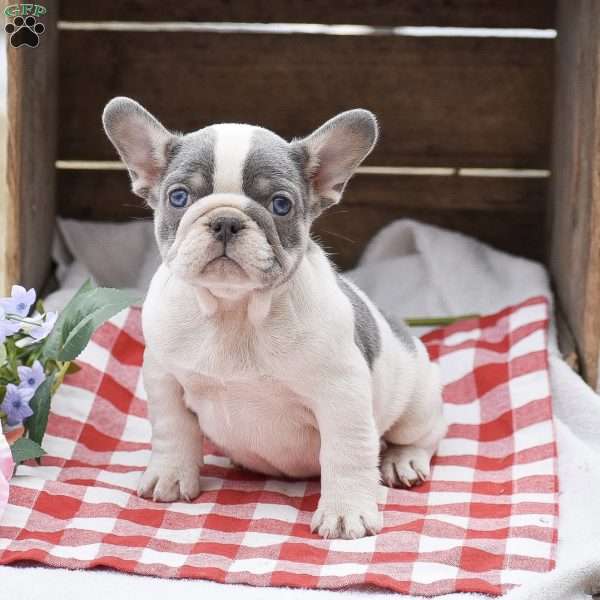 Princess, French Bulldog Puppy