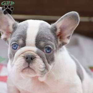 Princess, French Bulldog Puppy