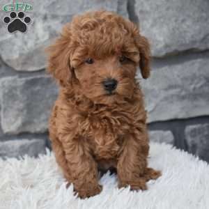 Charlie, Toy Poodle Puppy