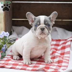 Princess, French Bulldog Puppy