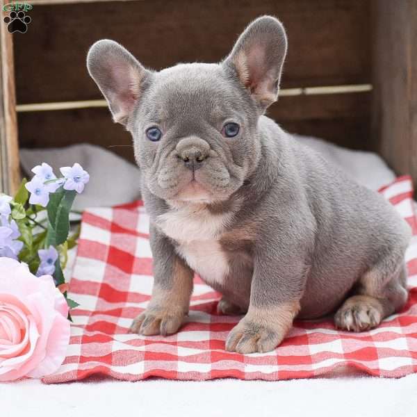 Peter, French Bulldog Puppy