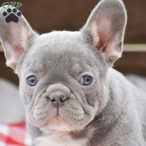 Peter, French Bulldog Puppy