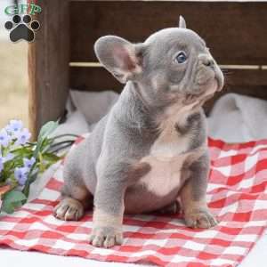 Peter, French Bulldog Puppy