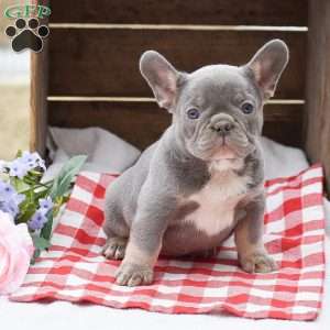 Peter, French Bulldog Puppy