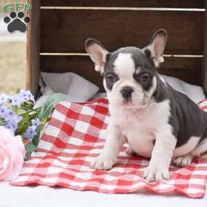 Easton, French Bulldog Puppy