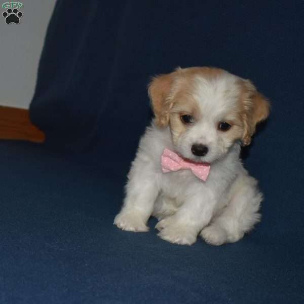 Summer, Cavachon Puppy