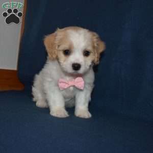 Summer, Cavachon Puppy