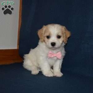 Summer, Cavachon Puppy