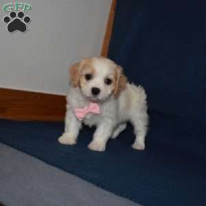 Summer, Cavachon Puppy