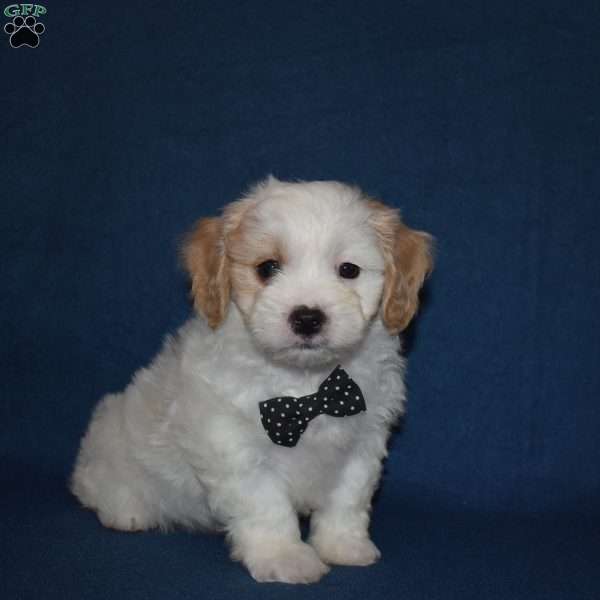 Chewy, Cavachon Puppy