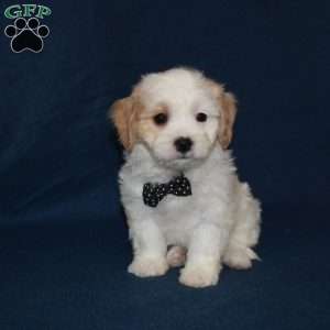 Chewy, Cavachon Puppy