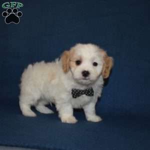 Chewy, Cavachon Puppy