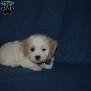 Chewy, Cavachon Puppy