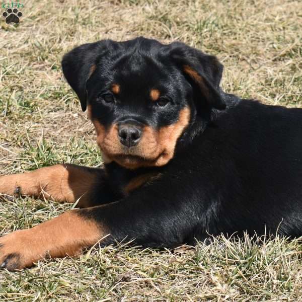 Tina, Rottweiler Puppy