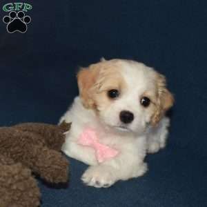 Summer, Cavachon Puppy