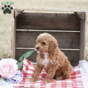 Apple, Toy Poodle Puppy