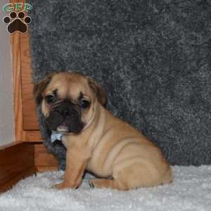 Chubbs, French Bulldog Mix Puppy