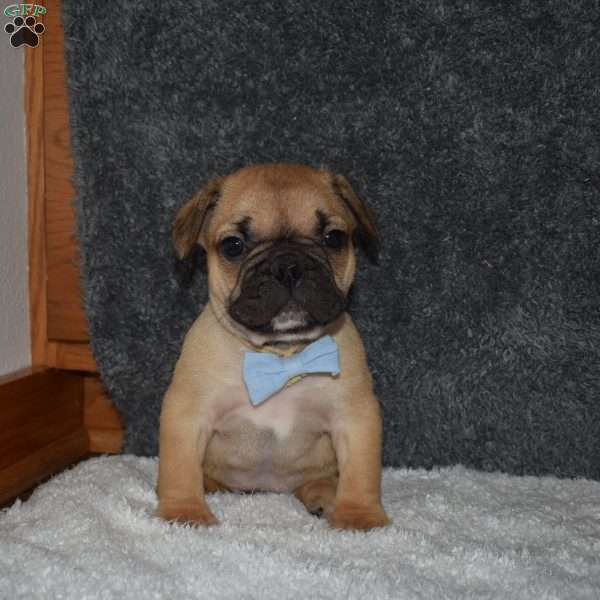 Chubbs, French Bulldog Mix Puppy