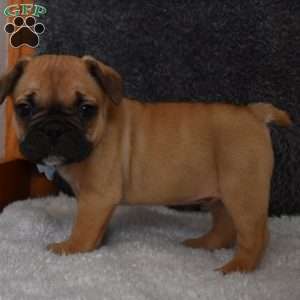 Chubbs, French Bulldog Mix Puppy