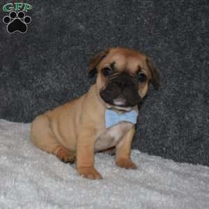 Chubbs, French Bulldog Mix Puppy