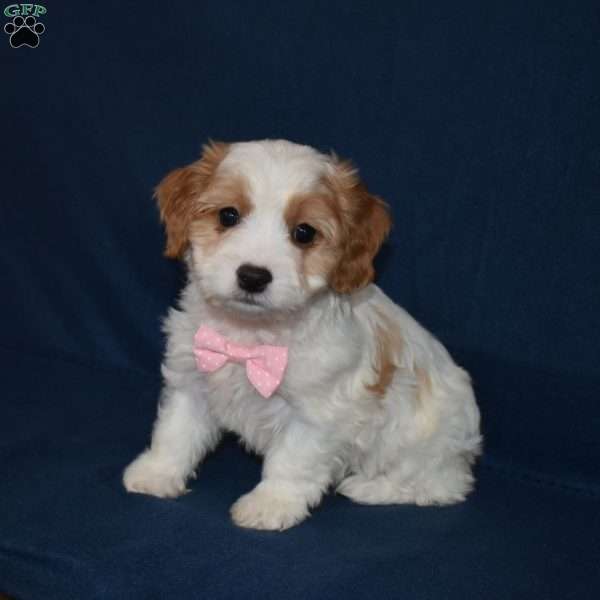 Stella, Cavachon Puppy