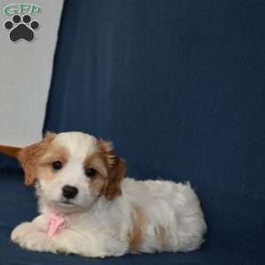 Stella, Cavachon Puppy