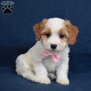 Stella, Cavachon Puppy