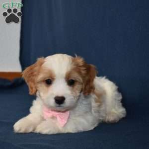 Stella, Cavachon Puppy