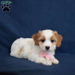 Stella, Cavachon Puppy