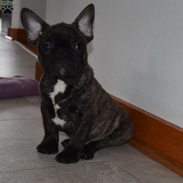 Trevor, French Bulldog Mix Puppy